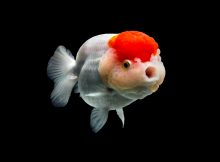 Poker Tournament Fish